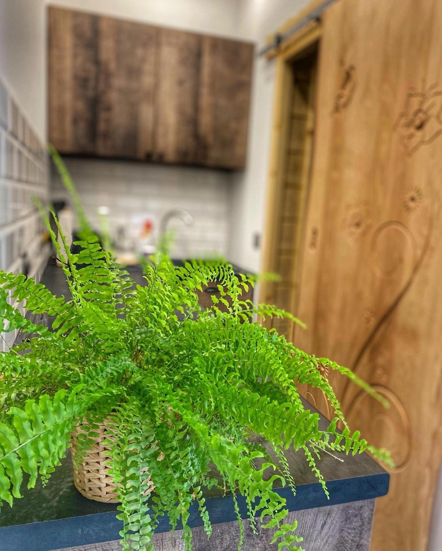 Dziejba Lesna Apartamenty &Spa - Piekne I Nowe Apartamenty I Domek, Sauna I Jacuzzi - W Cenie I Na Wylacznosc, 1 Km Od Stoku 야보르키 외부 사진